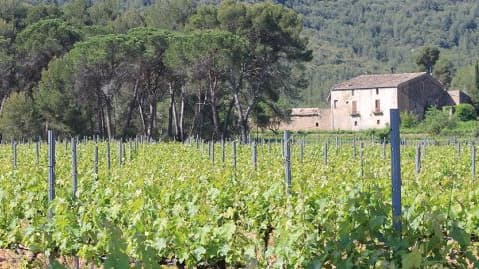 Avui i ahir en l'elaboració de vins en Castellgali