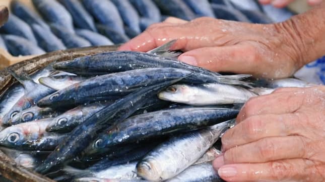 Campanya Gastronòmica del Peix Blau Ganxó en Sant Feliu de Guixols