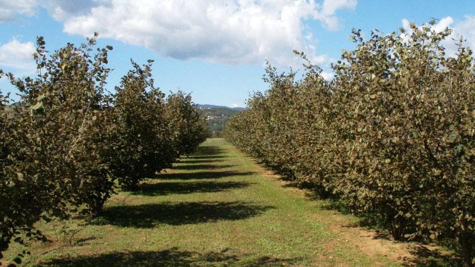 Avellaners de Can Burguès en Santa Eulalia De Ronçana